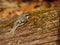 Foraging Brown Creeper