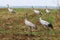 Foraging cranes in field near Hermannshof in Germany