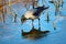 Foraging crow sitting on a blue reflecting iced water surface in front of the reeds in the winter