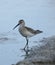 Foraging Curlew sandpiper Calidris ferruginea  . Ghadira Nature Reserve, Malta, Mediterranean