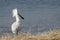 Foraging Eurasian Spoonbill