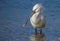 Foraging Eurasian Spoonbill