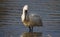 Foraging Eurasian Spoonbill