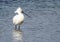 Foraging Eurasian Spoonbill