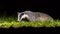 Foraging european badger