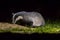 Foraging european badger