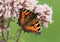 Foraging European Small Tortoiseshell