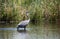 Foraging Goliath heron Ardea goliath, Marievale Nature Reserve, Gauteng, South Africa.