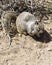 Foraging Ground Squirrel