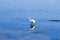 Foraging little Egret, Le Teich Bird Reserve, France