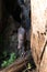 Foraging nine-banded armadillo Dasypus novemcinctus in the woods