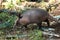 Foraging nine-banded armadillo Dasypus novemcinctus in the woods