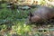 Foraging nine-banded armadillo Dasypus novemcinctus in the woods