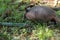 Foraging nine-banded armadillo Dasypus novemcinctus in the woods