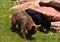 Foraging Pair of Black Bear Cubs in the Summer