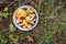 Foraging in pine tree forest. Chanterelles, wild bilberries /blueberries/ and lingonberries in a bowl on the moss