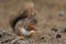 A foraging Red Squirrel, Sciurus vulgaris, sitting on the forest floor eating a nut.