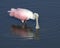 Foraging roseate spoonbill