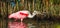 Foraging Roseate Spoonbill