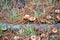 Foraging saffron milk caps mushrooms, under a pine forest and plantation in Australia, during winter