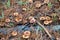 Foraging saffron milk caps mushrooms, under a pine forest and plantation in Australia, during winter