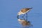 Foraging Sanderling