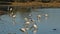 Foraging storks with basking Nile crocodiles