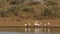 Foraging yellow-billed storks - Kruger National Park