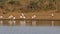 Foraging yellow-billed storks - Kruger National Park
