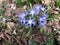 Forbes glory-of-the-snow with blue flowers