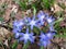 Forbes glory-of-the-snow with blue flowers