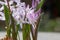 Forbes Glory-of-the-snow Scilla forbesii, flowering