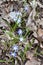 Forbes\\\' Glory-of-the-Snow (Scilla forbesii) growing along woodland hiking trail