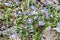 Forbes\\\' Glory-of-the-Snow (Scilla forbesii) growing along woodland hiking trail