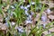 Forbes\\\' Glory-of-the-Snow (Scilla forbesii) growing along woodland hiking trail