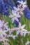 Forbes Glory-of-the-snow Scilla forbesii rosea, starry flowers