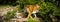 Forceful large siberian amur tiger walking on the rock with green area in his cage at the zoo like jungle forest