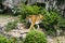 Forceful large siberian tiger walking on the rock with green area in his cage at the zoo like jungle forest wilderness