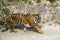 Forceful large siberian tiger walking on the rock with green area in his cage at the zoo like jungle forest wilderness