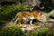 Forceful large siberian tiger walking on the rock with green area in his cage at the zoo like jungle forest wilderness