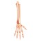Forearms Skeleton Human back view. Set of ulna, radius, hand, carpals, wrist, metacarpals, phalanges Anatomically 3D