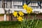 In the foreground, daffodils catch the sun in spring. Historic Tudor half timbered house out of the focus in the background.