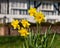 In the foreground, daffodils catch the sun in spring. Historic Tudor half timbered house out of the focus in the background.