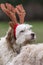 Foreground of a dog with reindeer Christmas horns