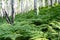 In the foreground is a fern in the back of a birch tree, on a mountainside in a birch