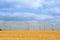 In the foreground a field of golden wheat and in the background are full of turbine windmills.