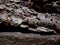 Foreground Focused Rock for a Dark Product Display