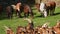 Foreground of goats with billy-goat that protects,and horses of background grazing in freedom.