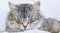 Foreground of a gorgeous silver female cat face in sleeping time, siberian purebred