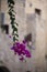 in the foreground a hanging stem with delicate bright pink flowers on a blurred background of a light brown stone wall of houses